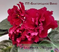 ПТ-Благородное Вино