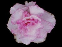Precious-Rose.jpg