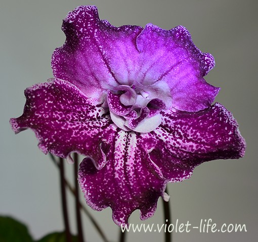 МС-Гавайская Роза