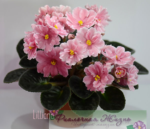 Lilliana