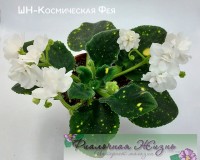 ШН-Космическая Фея