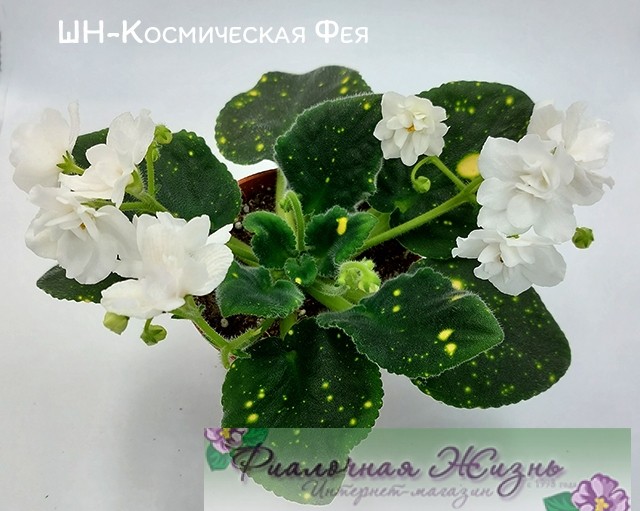 ШН-Космическая Фея