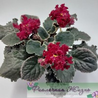 РМ-Black Cherry