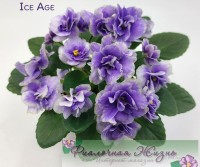 Ice Age