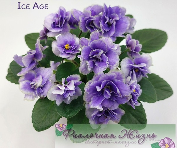 Ice Age