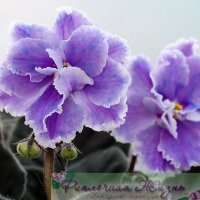 Lilac Fanfare