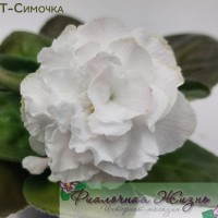 ПТ-Симочка