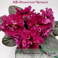 АВ-Крымская Черешня