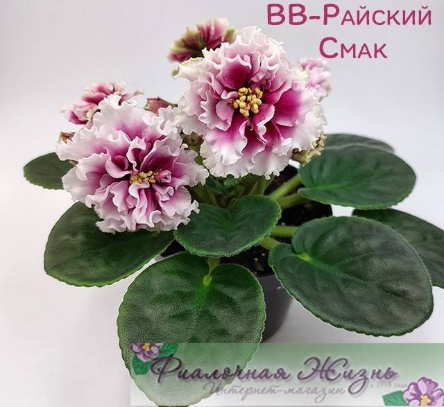 ВВ-Райский Смак