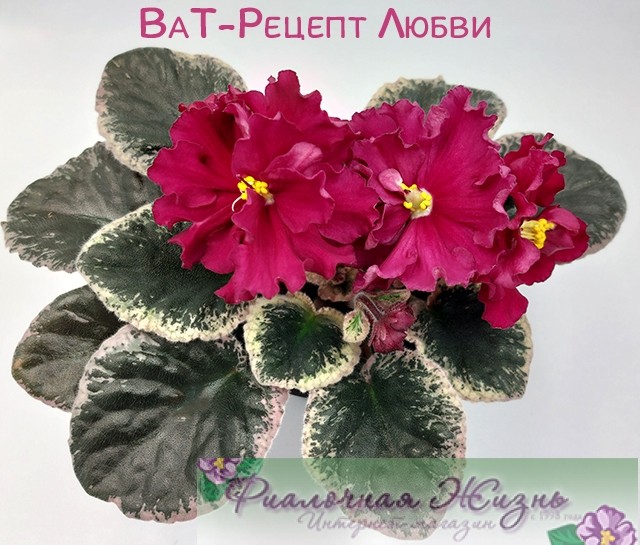 ВаТ-Рецепт Любви