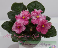 ЛЕ-Клубничное Суфле