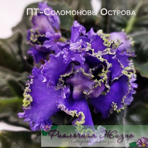 ПТ-Соломоновы Острова