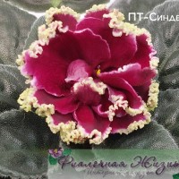 ПТ-Синдерелла