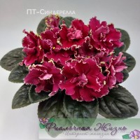 ПТ-Синдерелла
