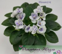 Hawkeye