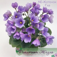ЛЕ-Котенок Гав