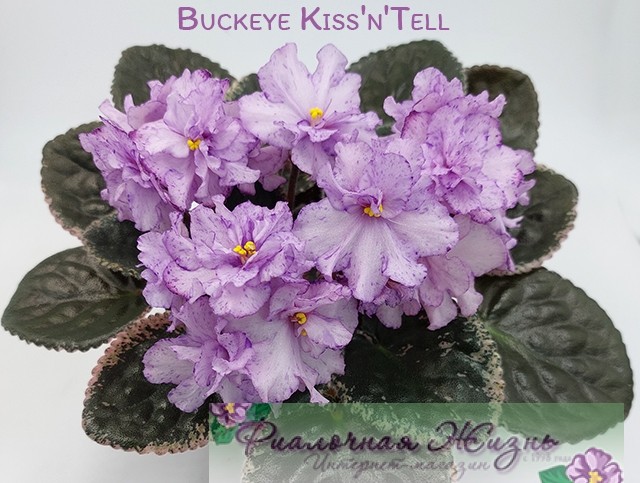 Buckeye Kiss'n'Tell