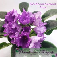 KZ-Колокольчики Мои