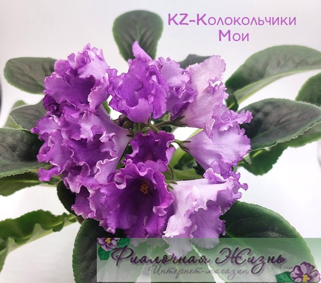KZ-Колокольчики Мои