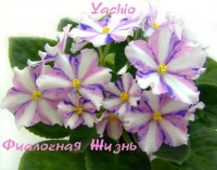 Yachio