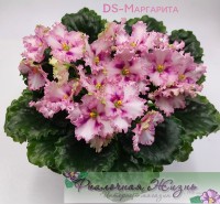 DS-Маргарита 