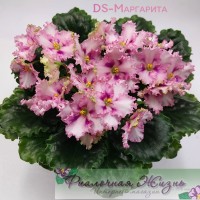DS-Маргарита 