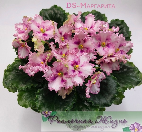 DS-Маргарита 