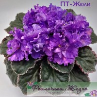 ПТ-Жюли