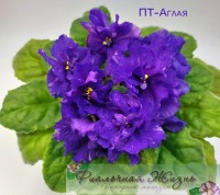 ПТ-Аглая