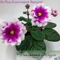 ЕК-Под Счастливой Звездой