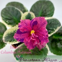 Buckeye Columbus Platinum