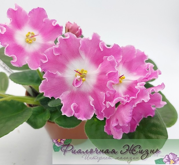 DS-Сияющий Колокольчик Pink