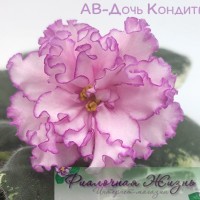 АВ-Дочь Кондитера