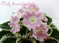 Pink Sensation