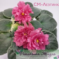 СМ-Лезгинка