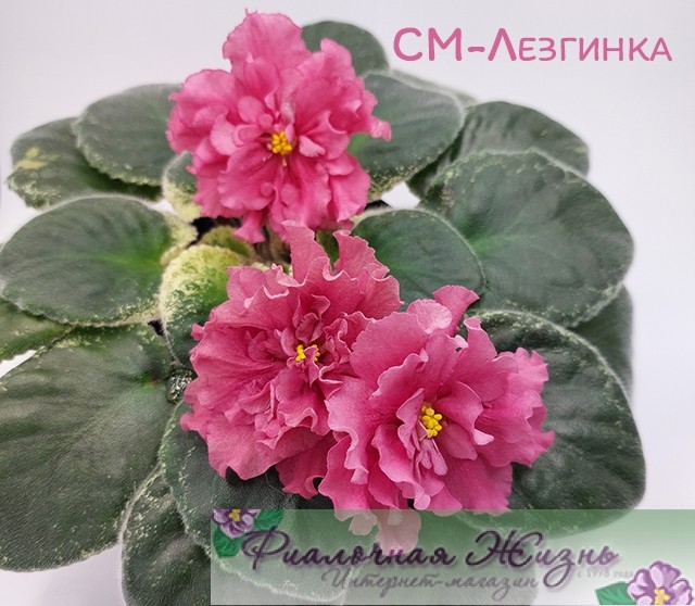 СМ-Лезгинка