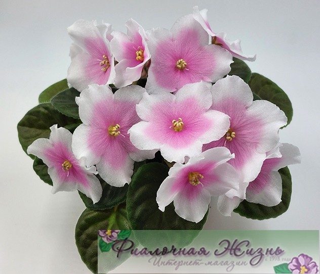 KZ-Мечта Алисы