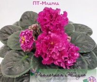 ПТ-Мадрид