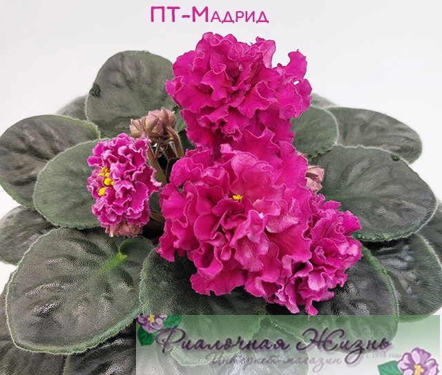 ПТ-Мадрид