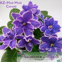 KZ-Май Мой Синий