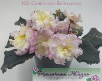 KZ-Сливочная Блондинка