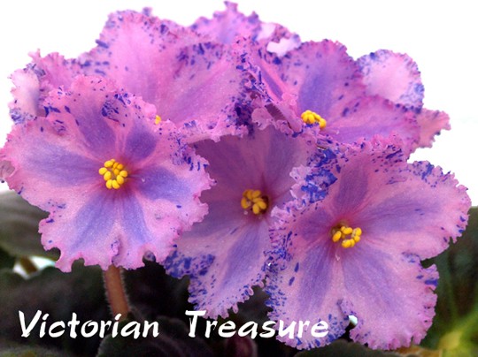 Victorian Treasure