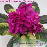 ЕК-Любовь Великого Султана