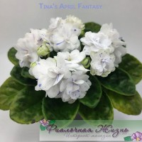 Tina’s April Fantasy 
