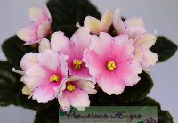 Humako Oriental