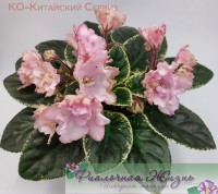 КО-Китайский Сервиз