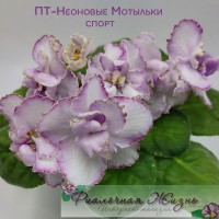 ПТ-Неоновые Мотыльки (спорт)