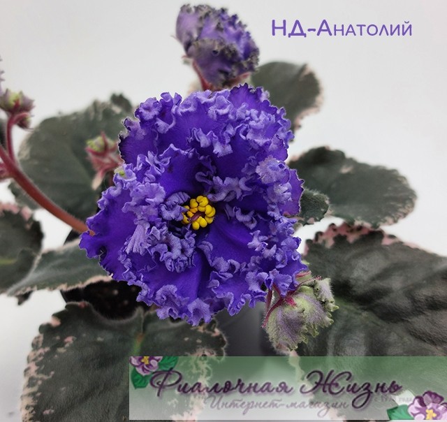 НД-Анатолий