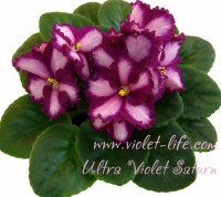 Ultra Violet Saturn