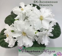 ЕК-Заснеженная Нежность